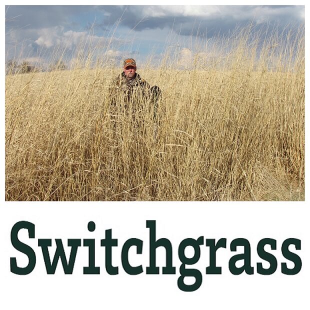 Real World Switchgrass